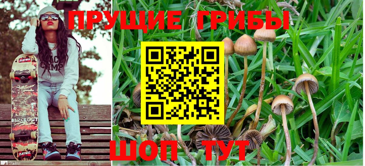 Галлюциногенные грибы Psilocybe Кинель